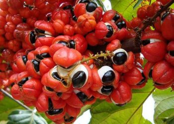 Guarana nedir sağlığa faydaları nelerdir?