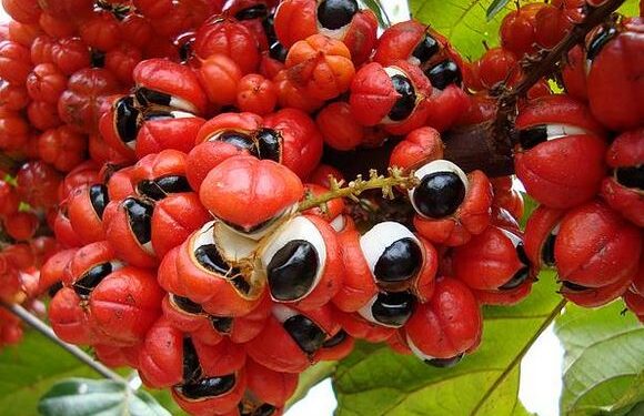 Guarana nedir sağlığa faydaları nelerdir?